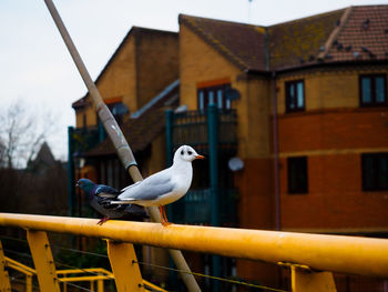 Low angle view of bird perching on railing
