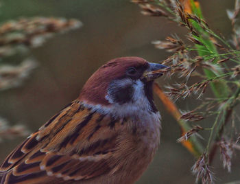 Close-up of bird perching on a tree