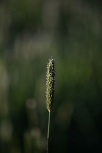 Close-up of flower buds on land