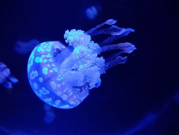 Close-up of jellyfish swimming in sea