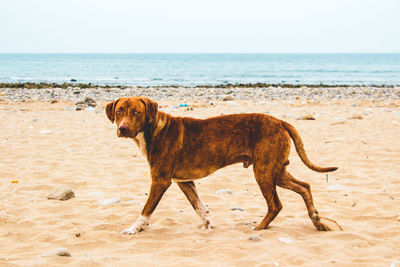 View of dog on beach