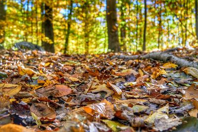 Fallen leaves on tree in forest