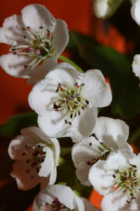 Close-up of white flowering plant