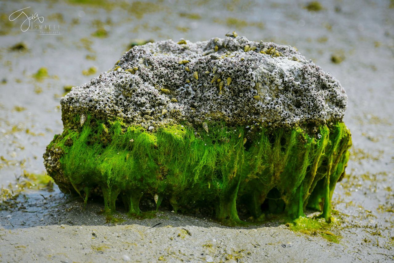 CLOSE-UP OF FRESH GREEN LEAF