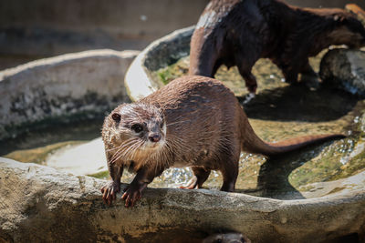 Mall-clawed otter