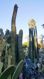 Low angle view of cactus against clear sky