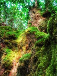 Moss growing on tree trunk