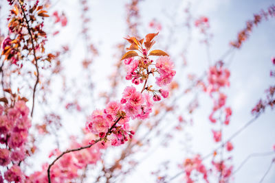 Beautiful japanese cherry or sakura blooming in spring