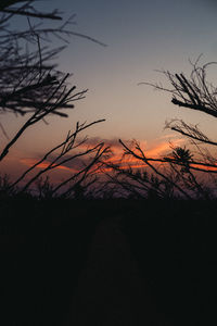 Silhouette plants against sky during sunset