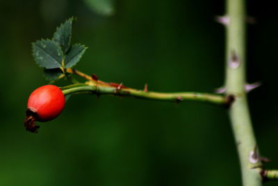 Close-up of cherries on tree