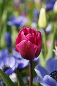 Close-up of pink flowers