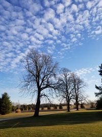 Bare trees on landscape against blue sky