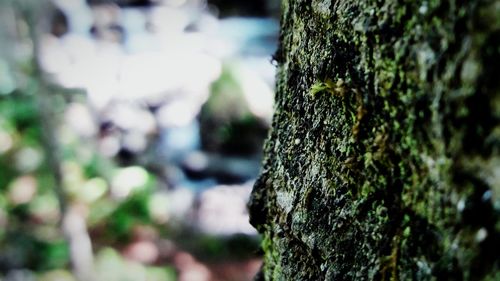 Close-up of moss growing on tree trunk