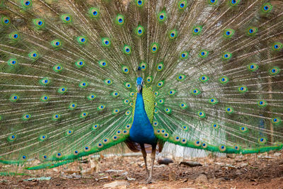 Peacock with feathers in background