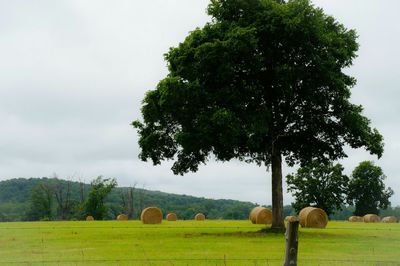 Scenic view of grassy field against sky