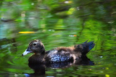 Duck swimming in lake