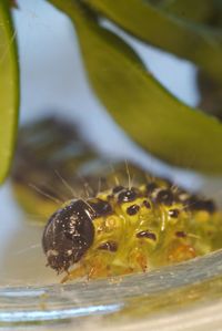 Close-up of insect on leaf