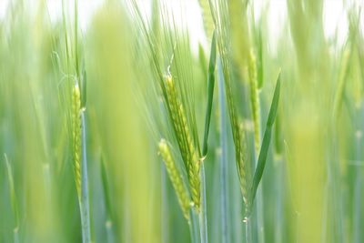 Close-up of wheat growing on field