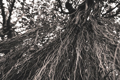 Close-up of tree in forest