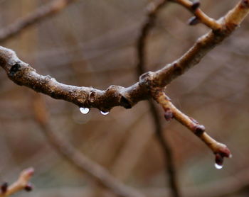 Close-up of snow on branch