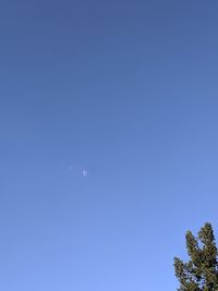 Low angle view of trees against clear blue sky