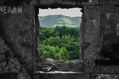 Trees growing at forest seen through window