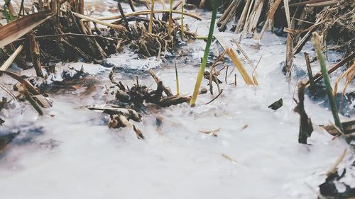 Close-up of snow on shore during winter