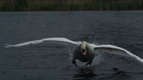 Swan swimming in lake