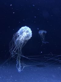 Jellyfish in sea