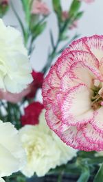 Close-up of pink flower