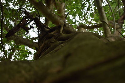 Low angle view of lizard on tree against sky