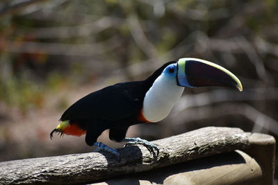 Close-up of bird perching outdoors