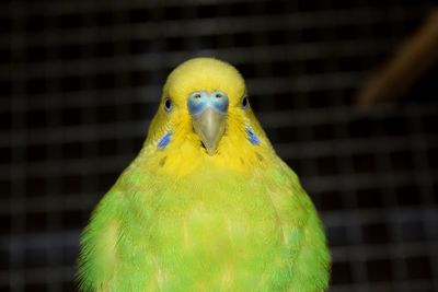 Close-up of parrot in cage