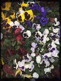 Full frame shot of multi colored flowers