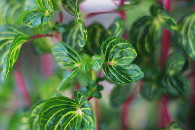 Close-up of fresh green plant