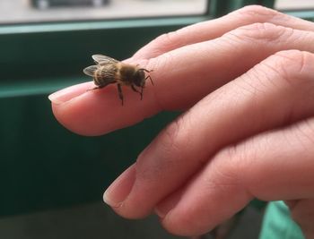 Close-up of insect on hand