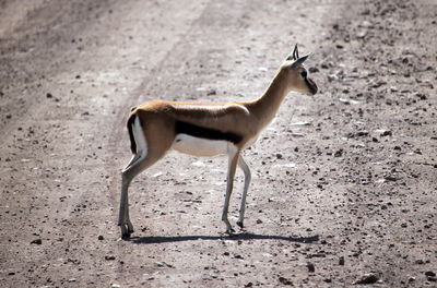 animal