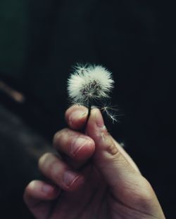 Cropped hand holding dandelion seed