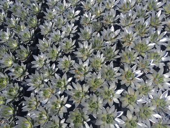 Full frame shot of white flowering plants