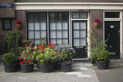 Potted plants on the wall