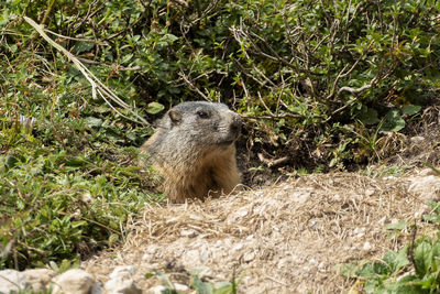 Close-up of meerkat on field