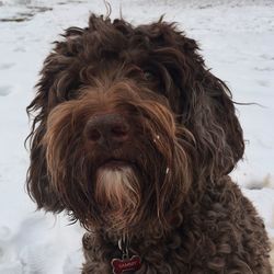 Close-up portrait of a dog