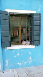Cat looking at camera