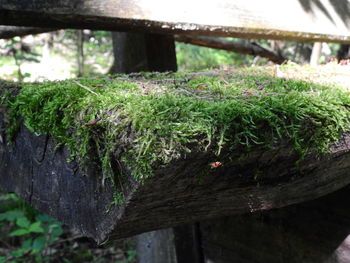 Close-up of plants growing outdoors