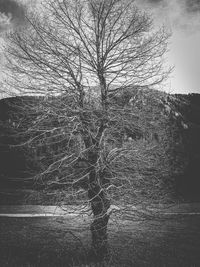 Bare tree against sky