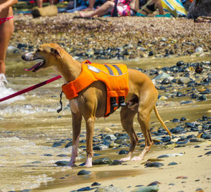 View of dog standing on land