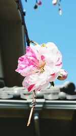 Close-up of pink flower against blurred background