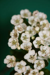 Close-up of white flowering plants