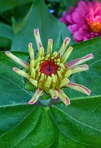 Close-up of flowers