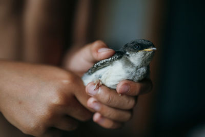 Close-up of hand holding small bird